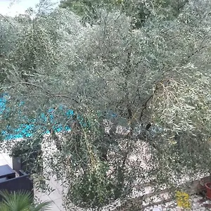 Carolina , Tar-Vabriga Kroatien